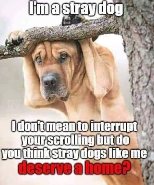 BestinDogs tweet picture