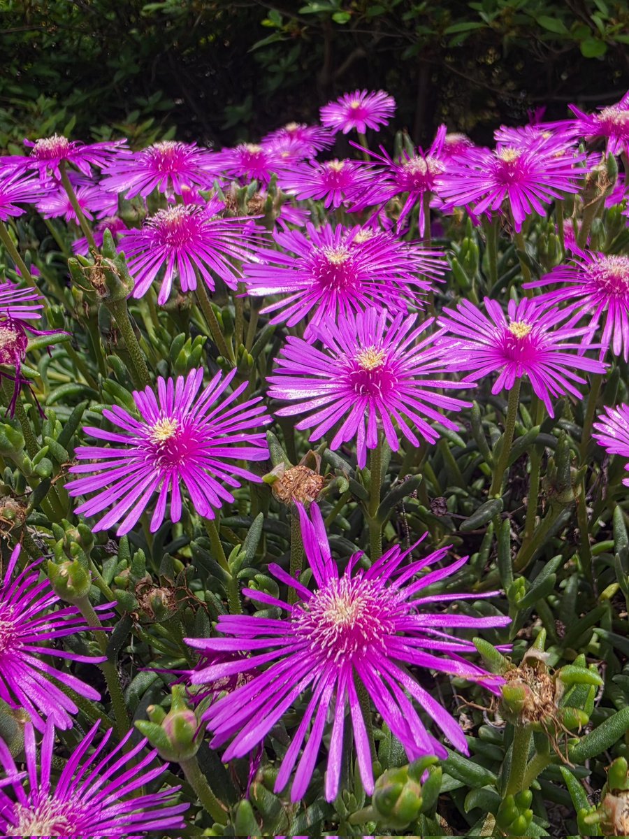 heehee78291's tweet photo. Ice Plant🌸💚✨️​#IcePlant ​#HardyIcePlant #Flowers https://t.co/6mIrGnIaet