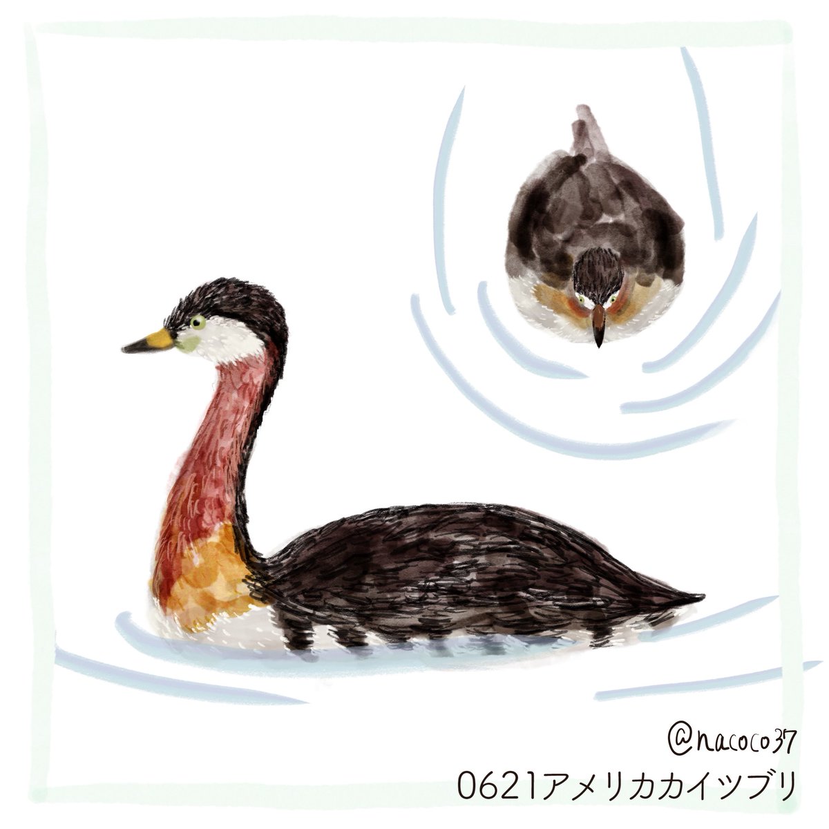 nacoco37's tweet photo. 6月21日
304日目(version3)
アメリカカイツブリ
#イラスト #illustration
#アメリカカイツブリ #grebe https://t.co/Ljlmh7l8av