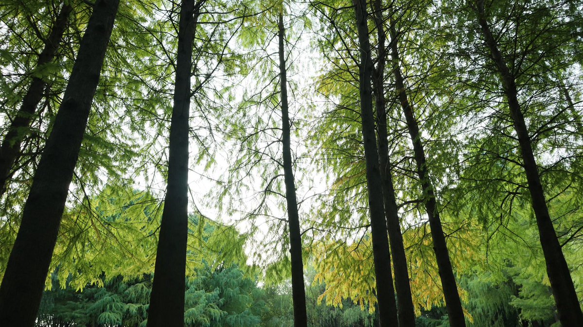 Leococolate's tweet photo. Escaping the noise to enjoy earth's natural gallery. 🌲 https://t.co/0048cMY4z3