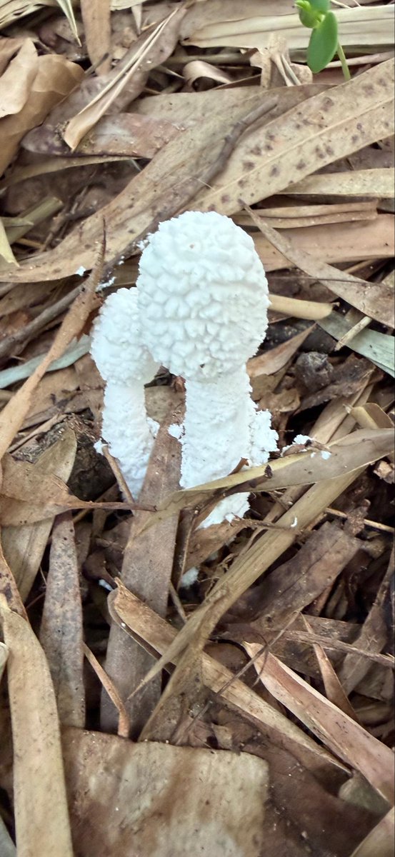 pan_shashi's tweet photo. #mushroommonday https://t.co/hqmibhDjLK
