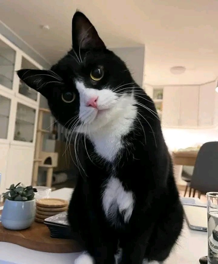 nidisdnikki's tweet photo. I lost my baby this morning, only the heartless won't say RIP. 😭 😭 https://t.co/dp58KMFEI0