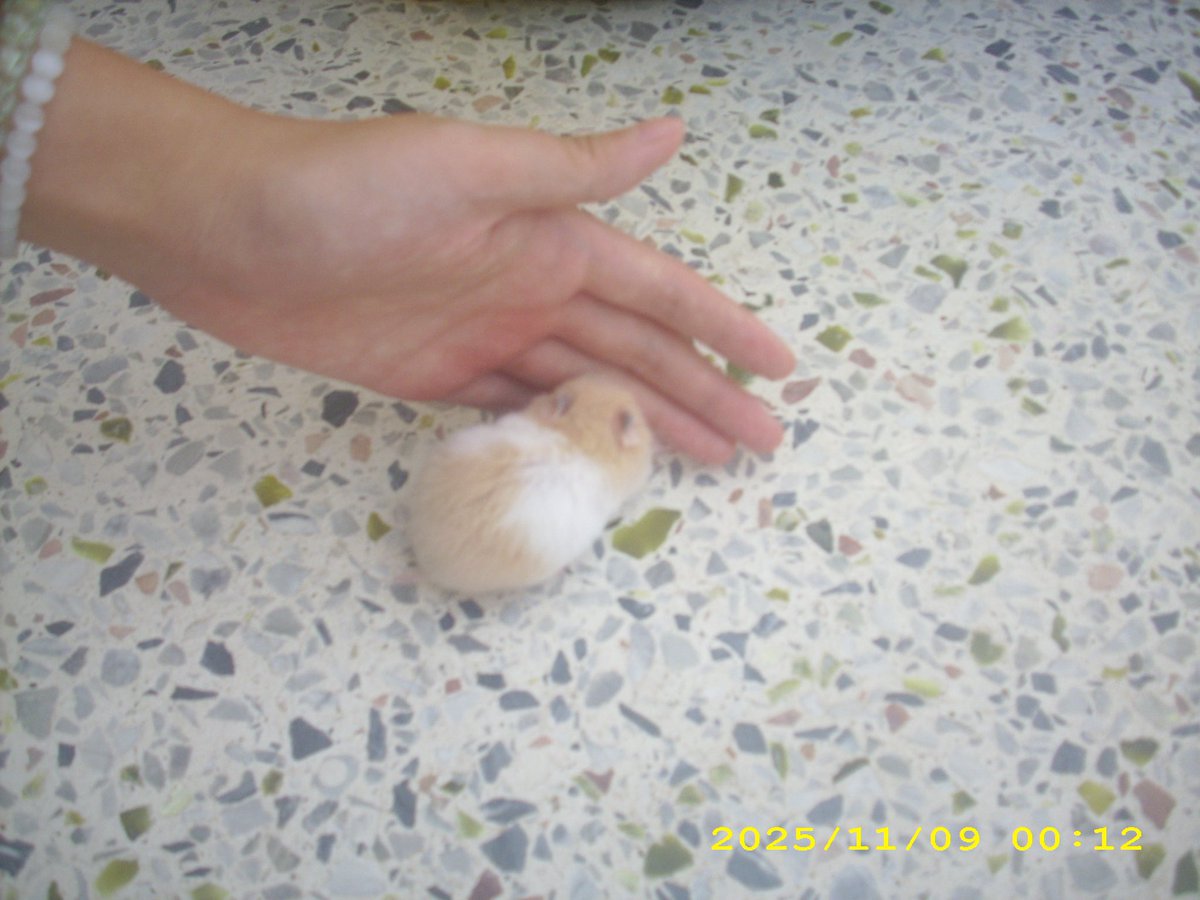 haofan0's tweet photo. 鼠鼠鼠鼠鼠鼠鼠鼠鼠鼠鼠鼠鼠鼠鼠 https://t.co/N8XPZsR3nz