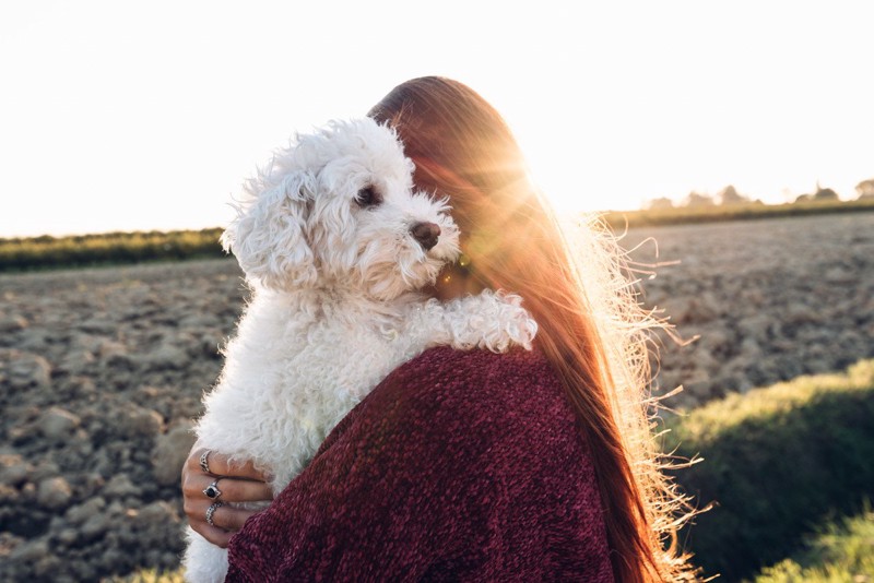 Maciek09424185's tweet photo. My rescue pup just curled up in my lap with her favorite teddy  Quiet evenings hit different when you’ve got a warm, wiggly sidekick by your side. #PetLove #CompanionPets https://t.co/D83dhwFjXs