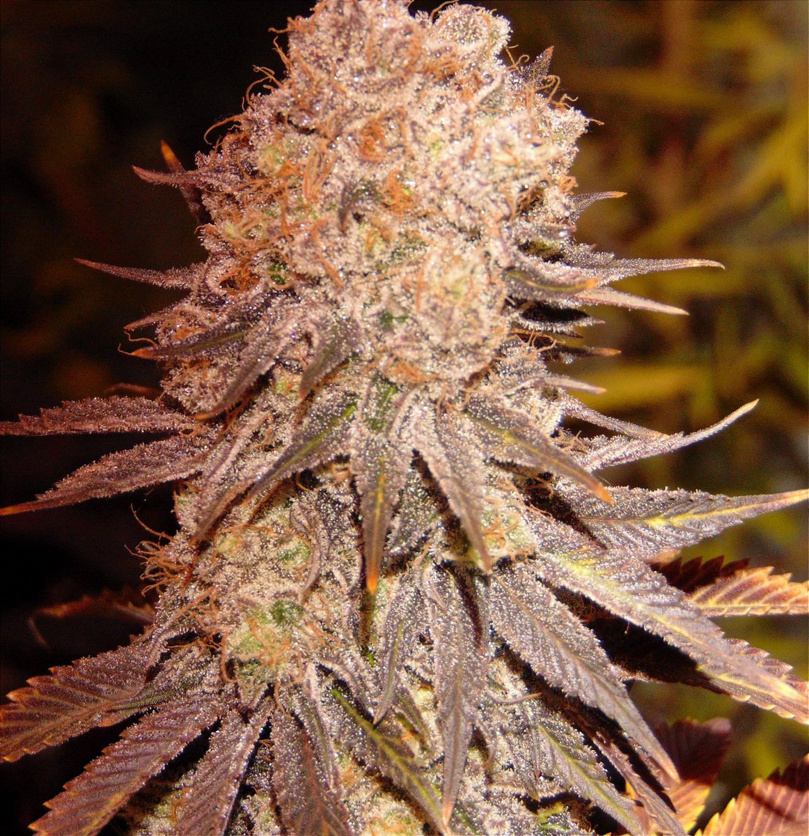 kindbreeder's tweet photo. Another photo of Galadriel(Lilac Cookies x Shishkaberry) https://t.co/WKy8InAmsS