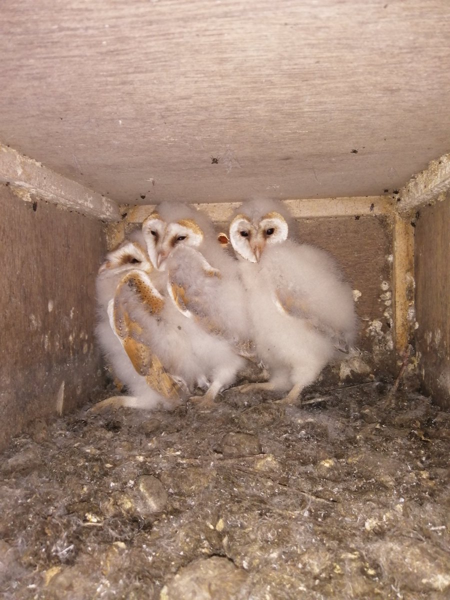 HarriermanPhil's tweet photo. #groundhogday in bird world today. Five more #Barnowls ringed today, 2 with @Icelass https://t.co/0dNwD8zd1H