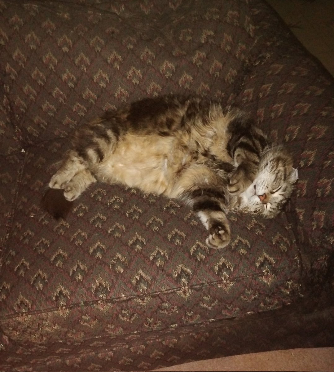 Johnpilot256's tweet photo. I took this picture of my cat last night, and my friend took it upon himself to give an artist's interpretation. What do we think. https://t.co/AB5fIBKPxE