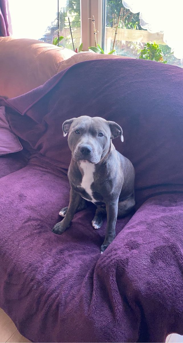 millypod1's tweet photo. STORM HOME SAFE. THANKS FOR RT's 😊🐕🐾
🆘19 JUNE 2026 #Lost Storm #ScanMe
Staffordshire Bull Terrier Male
Lewisham Road #Lewisham #London #GreaterLondon #SE13
https://t.co/ERDwi3L5zv https://t.co/5iusyYs6IQ