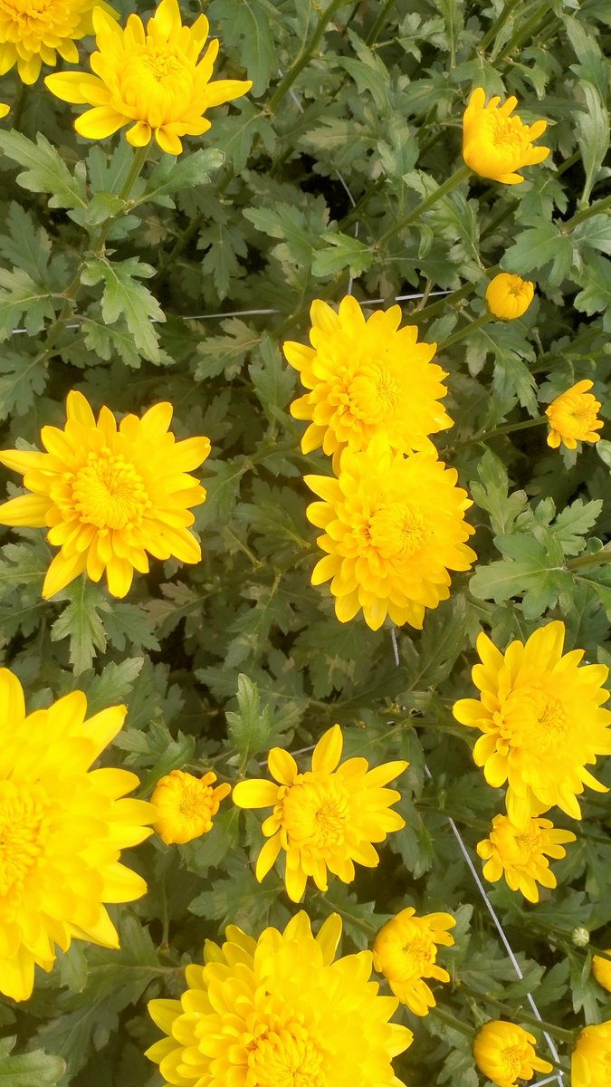 naturalpowerfre's tweet photo. Premium yellow chrysanthemums, now exporting to India, Nepal, Dubai, Netherlands, and Belarus! 💛 #Export #PremiumQuality #Chrysanthemum #FreshFlowers #GlobalShipping #India #Nepal #Dubai #Netherlands #Belarus https://t.co/hCodmRboNg