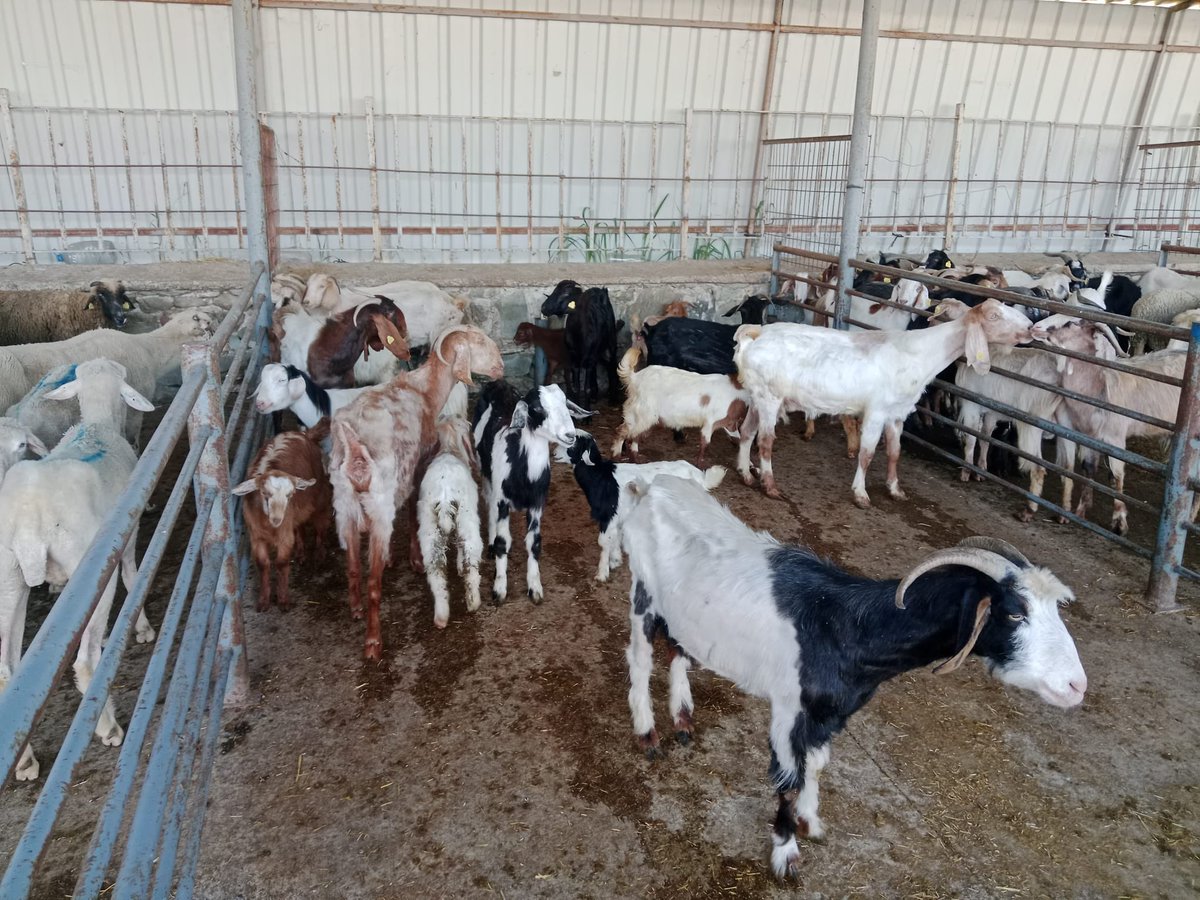 KBorsasi's tweet photo. 🐏🐐🐑KÜÇÜKBAŞ CANLI HAYVAN PAZARIMIZI KURDUK

Küçükbaş hayvanlarını getiren üreticilerimizin hayvanlarının kontrolleri yapılarak, pazar girişleri sağlandı.

Pazarımıza gelen alıcılarımız ile Hayvan sahiplerimizi buluşturduk. https://t.co/2jXFSr7e6q
