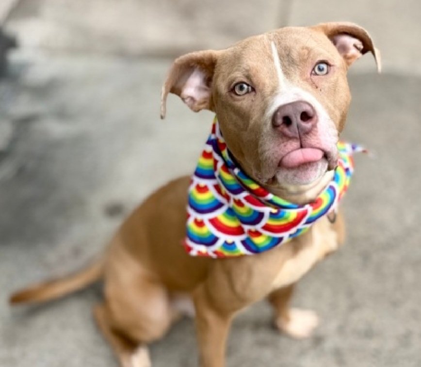 MyBoxerLuvMac1's tweet photo. 💔Beaver💔
#NYCACC #253505 1y
▪️Kill Command
#AdoptMe 

Precious sweetie's💔, abandoned on NYC streets!
Bautiful baby's deteriorating in care.
Social, affectionate, adores ppl, seeks attn.
Enthusiastic, playful, loves being outside.
Here 2 long & needs loving, N.East #Foster/#Adopter, 2 decompress & blossom, as yr 4ever BFF.

DM @CathyPolicky
Pls #Pledge4Rescue
💞B
https://t.co/6nti6ya2pd