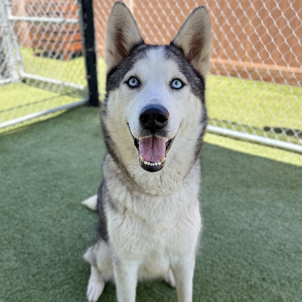spcaLA's tweet photo. Could Cassidy or Curly be your new companion? Introducing spcaLA's Pets of the Week! 🤩

Cassidy 🐾
LACA-A-23066
3 Years Old
Siberian Husky, Mixed Breed
Female

Curly 💫
LACA-A-22876
6 Months Old
Domestic Longhair
Female

https://t.co/DUTKz1nenQ https://t.co/I1EI6M2pWr