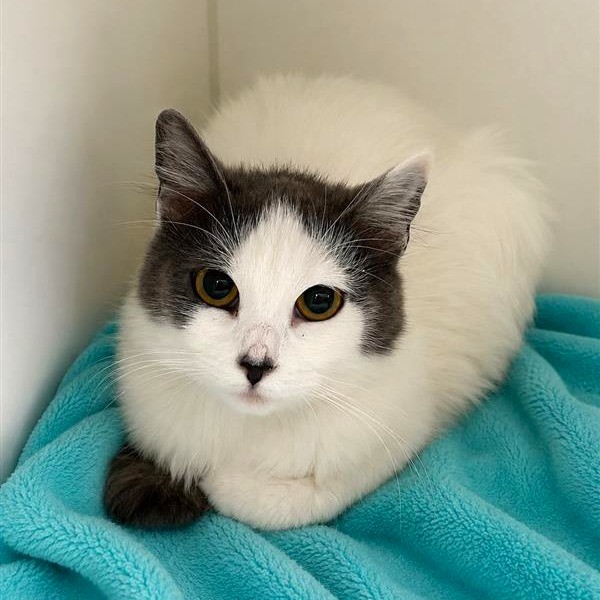 spcaLA's tweet photo. Could Cassidy or Curly be your new companion? Introducing spcaLA's Pets of the Week! 🤩

Cassidy 🐾
LACA-A-23066
3 Years Old
Siberian Husky, Mixed Breed
Female

Curly 💫
LACA-A-22876
6 Months Old
Domestic Longhair
Female

https://t.co/DUTKz1nenQ https://t.co/I1EI6M2pWr