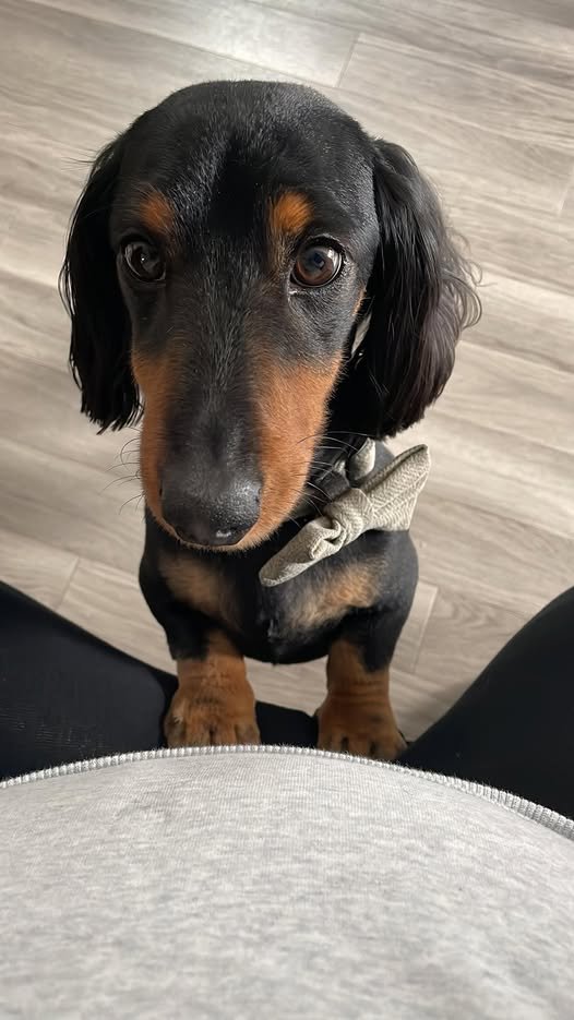 millypod1's tweet photo. ODI IS HOME. THANKS FOR RT's 😊🐕🐾
🆘17 JUNE 2026 #Lost Odi #ScanMe #STOLEN?? Dachshund: Miniature Male #SausageArmy
Staying with Family
New Road #Whitehall #Bordon #GU35
East #Hampshire
https://t.co/XHK17sOTpC https://t.co/FfelczfS9R