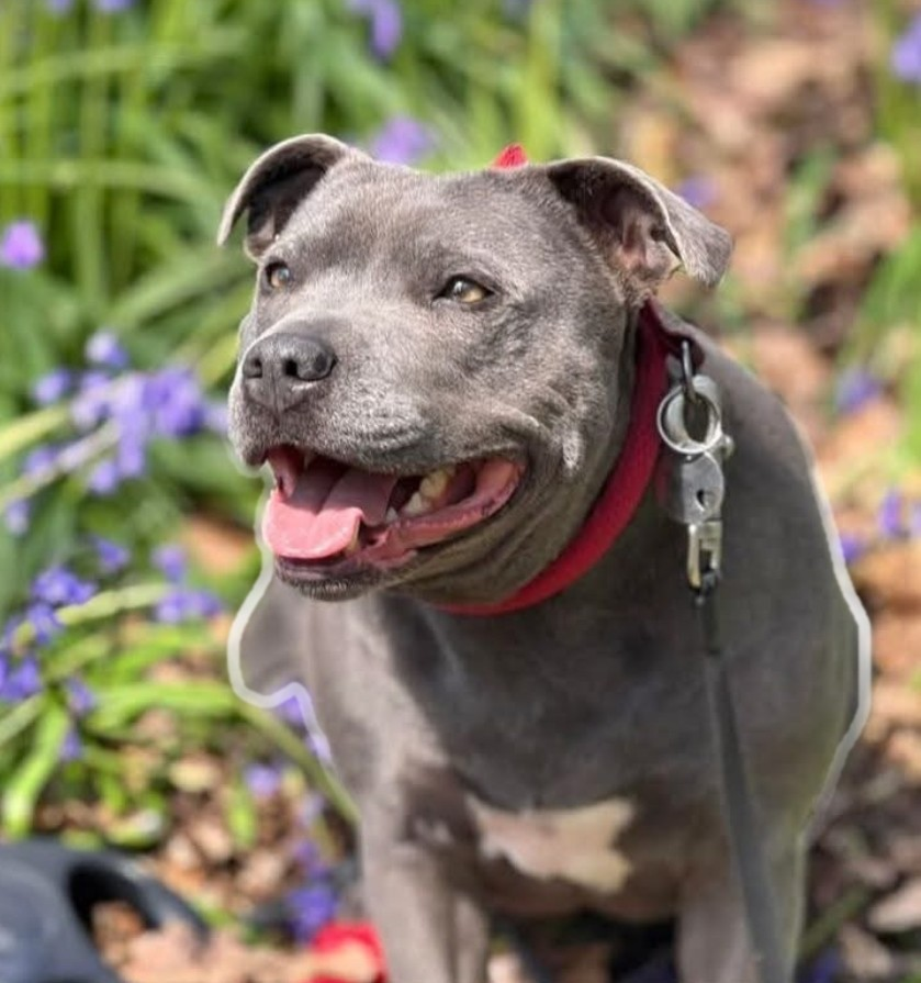 millypod1's tweet photo. TOLA HOME SAFE. THANKS FOR RT's😊🐕🐾
🆘17 JUNE 2026 #Lost Tola #ScanMe
Staffordshire Bull Terrier Female In the fields near Selby Canal. A little west of Burton Hall Bridge and the
Train Tracks #Selby #YO8 #EastRidingOfYorkshire https://t.co/4i1z86TJYH https://t.co/Brkl9PaldB