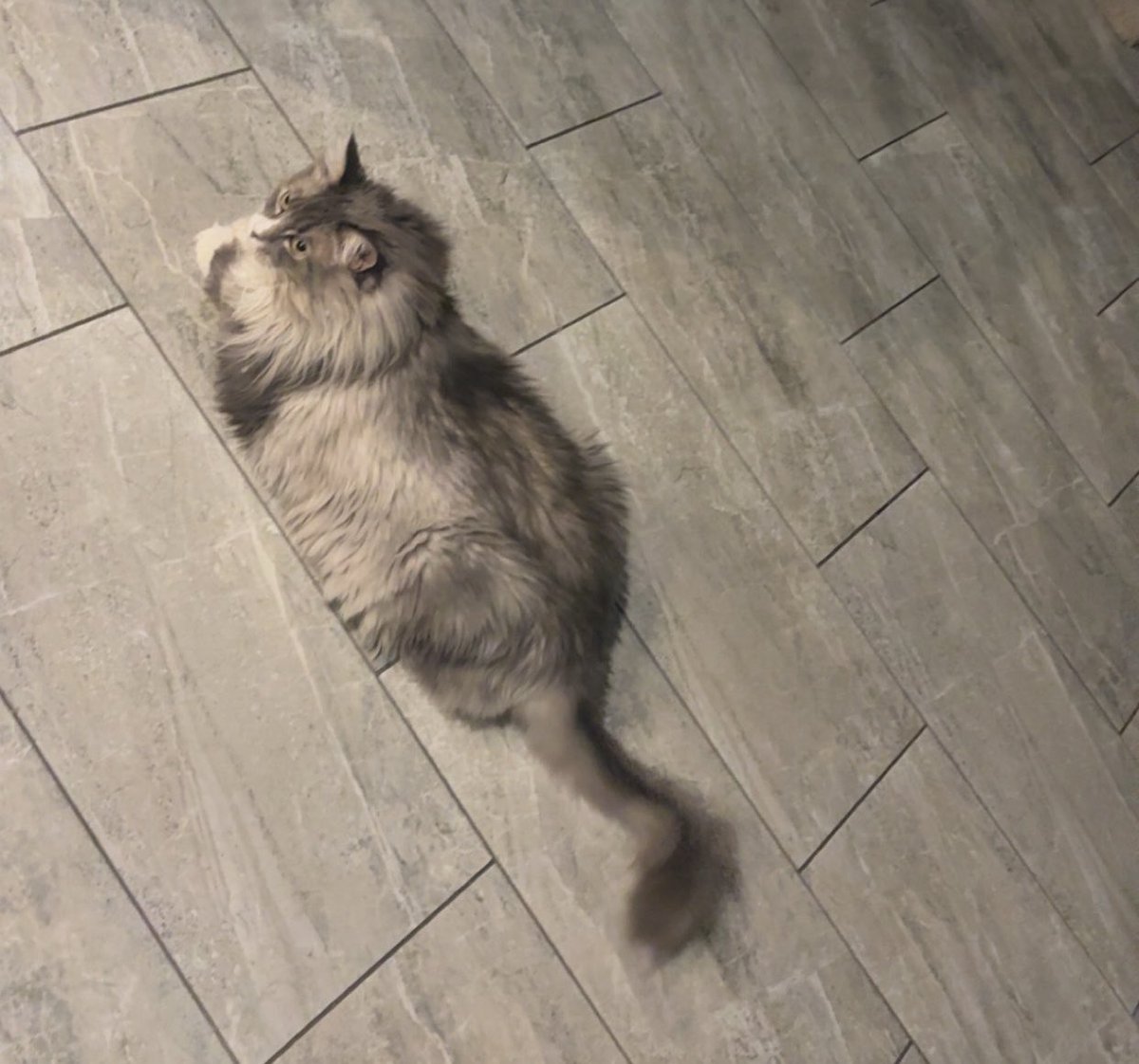 graycat124's tweet photo. Endrick: “I don’t really like the color Gray, and cats are kind of stupid”

Ancelotti: https://t.co/dQGs1MYb08
