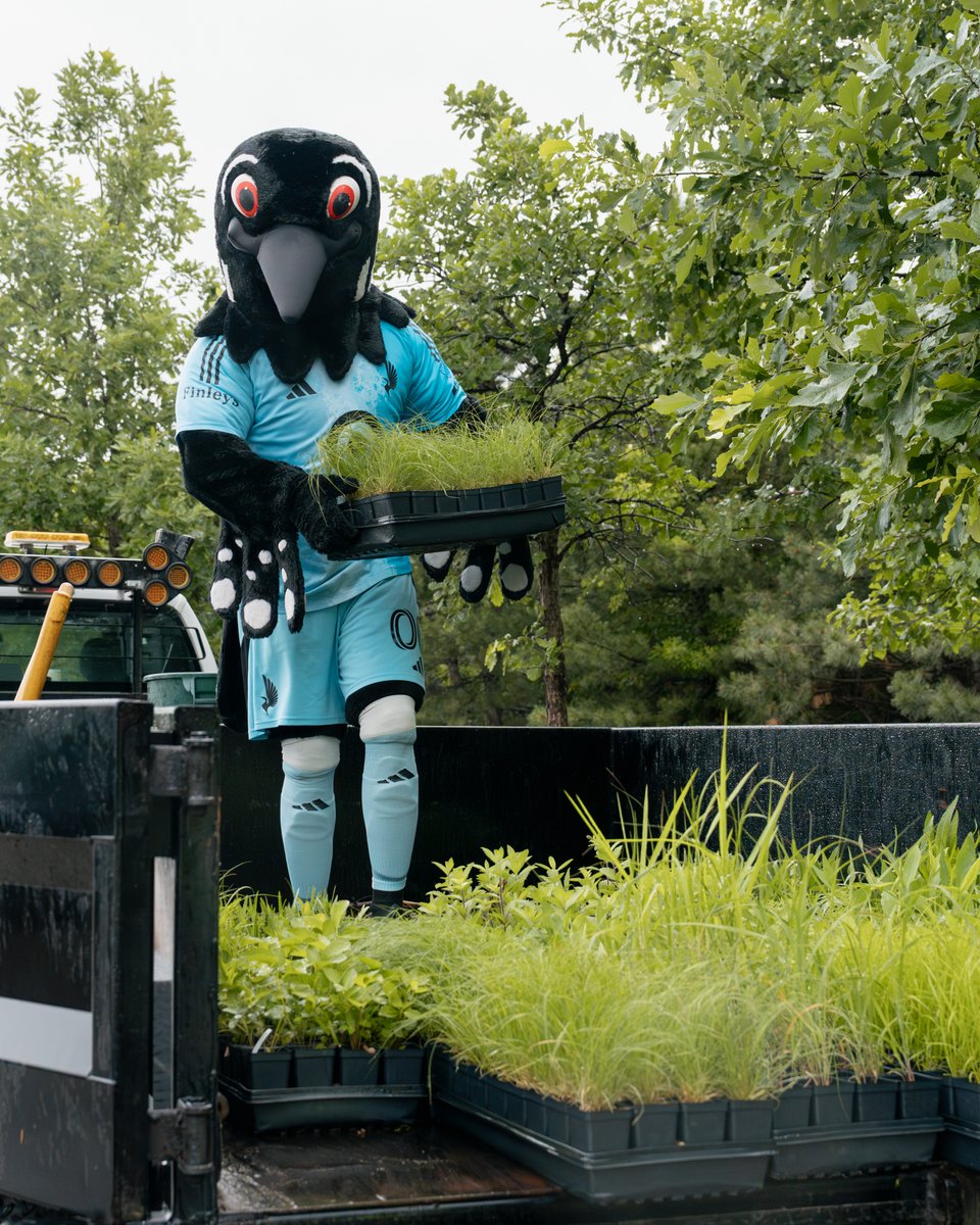 MNUFC's tweet photo. Putting down roots in the community 🌱
Last week, MNUFC volunteers teamed up with @mnlottery and Saint Paul Natural Resources to plant 2,400 native plants in local rain gardens. https://t.co/aLpX2p5deD