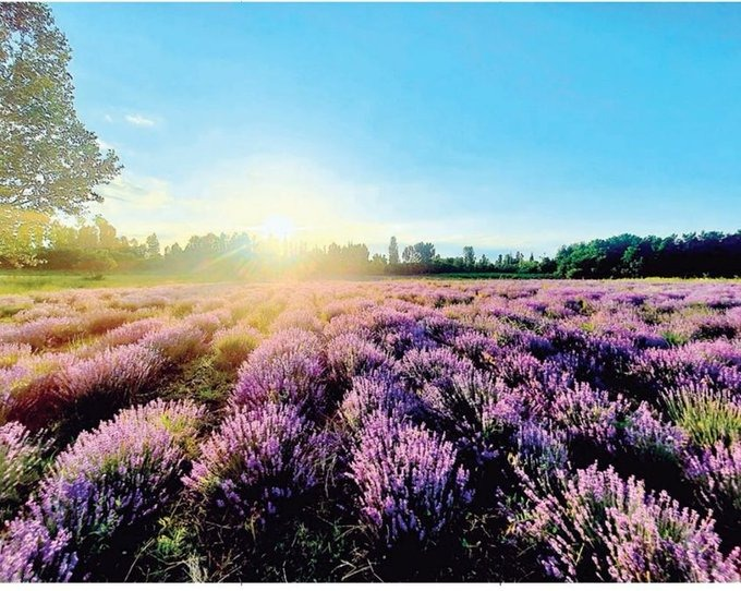 Syed_anamm's tweet photo. From the lavender fields of Pulwama to farms across J&amp;K, a purple revolution is transforming rural livelihoods.   Nearly 4,000 farmers are now linked to the growing lavender economy, creating opportunities in cultivation, essential oils, agro-tourism and global fragrance markets. https://t.co/TQP1xHSUGs