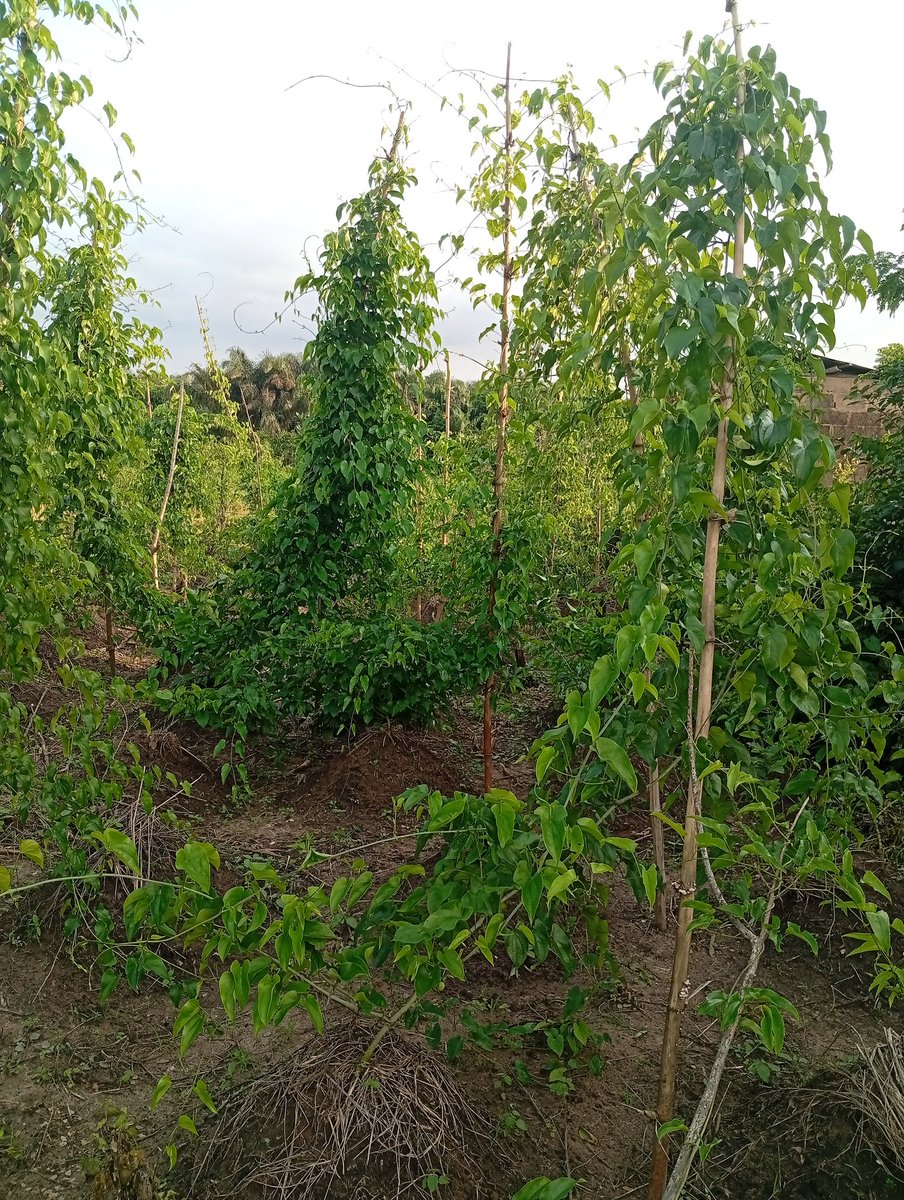 _iam_qdee's tweet photo. No greater joy in farming https://t.co/0igAcbR9Br