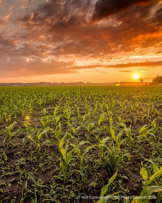 A vibrant sunrise over a sprawling cornfield, with young corn plants stretching towards the horizon. The sky is painted with warm orange and pink hues, partially covered by scattered clouds.