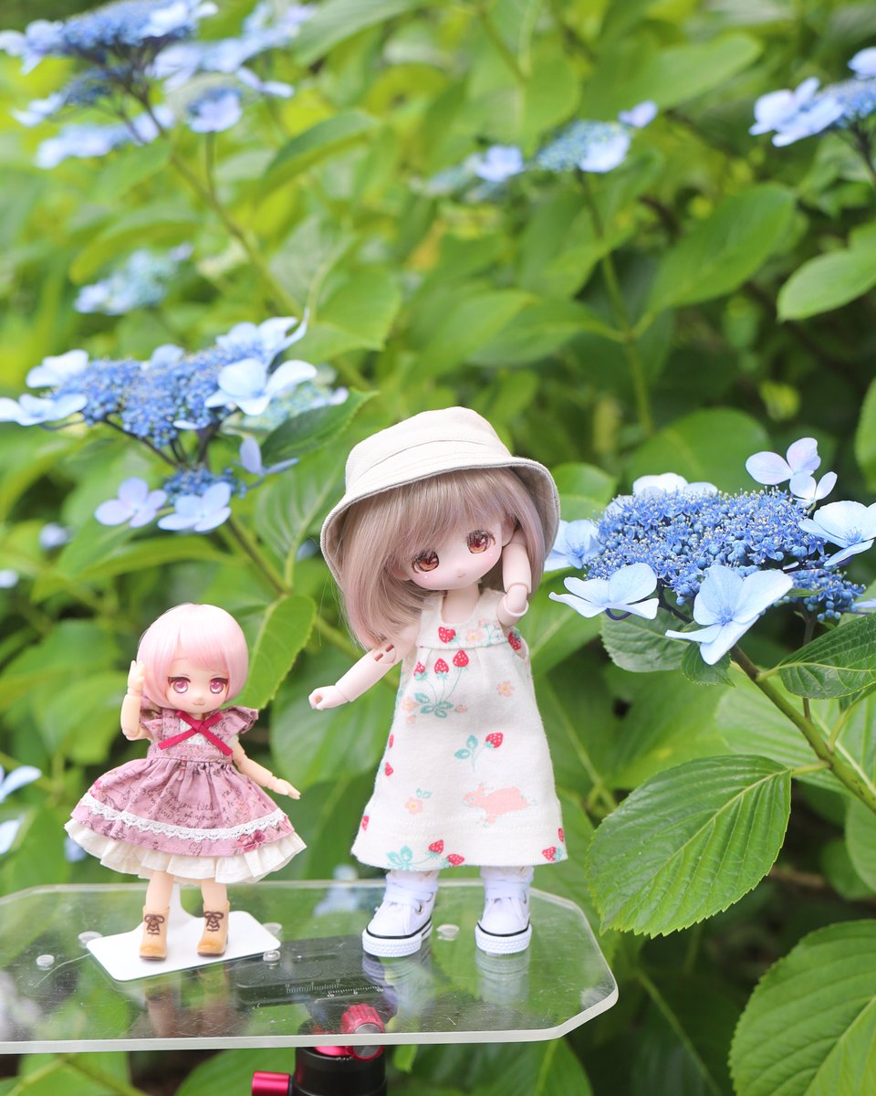usada_doll's tweet photo. ガクアジサイ
#うちのこかわいい
#よそのこかわいい https://t.co/3r4Qdk3djd