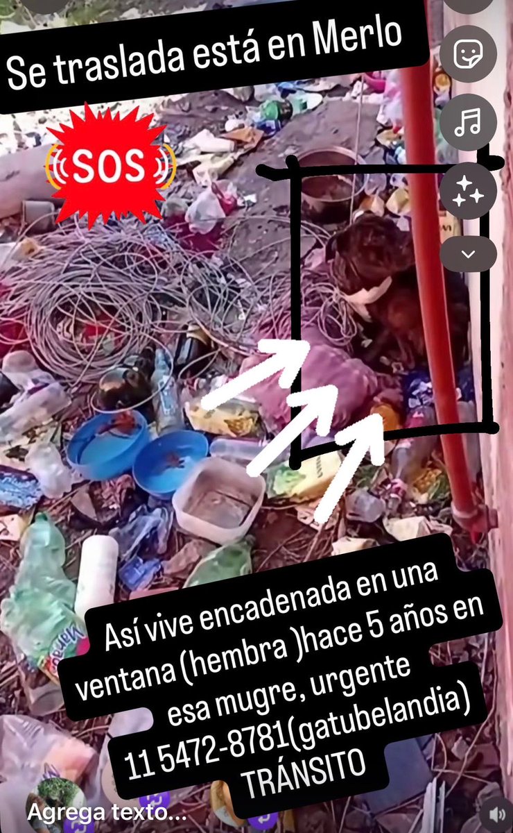balcanizada's tweet photo. Hace 5 años vive encadenada en Merlo. RT para conseguirle tránsito/adopción. https://t.co/wMmwiYwn1w