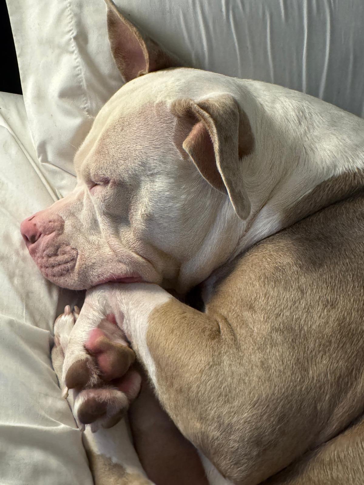 Having a dog means never feeling alone, even on your hardest days. 🐾 Rebel’s little sleepy face is my daily reminder to slow down, smile, and enjoy life. 🤍 Good morning! https://t.co/oUvArePLXj