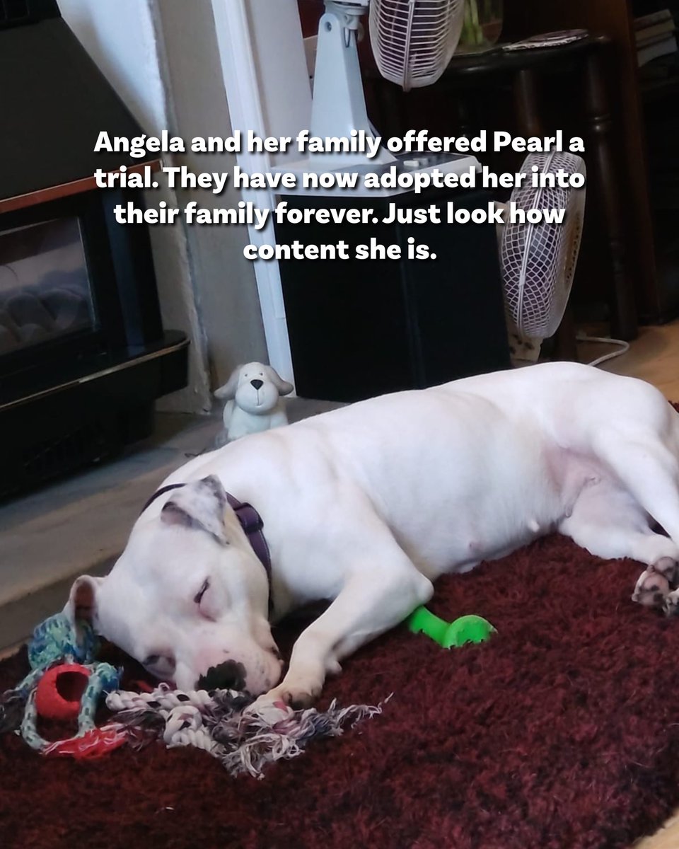Dogs4Rescue's tweet photo. You might not recognise her as she looks so well now -  Pearl is  pawficially adopted and loving literally everyone she meets!  🥳🥳🥳

Pearl came to us at the end of March. Her previous owner was not well, and had unintentionally neglected her. Please no judgement, this is her happy ending. 
 
Pearl hadn't been socialised or toilet trained and wasn't used to walking on the lead so would pull.
 
We found her a foster home with one of our regular foster families who took her in for a couple of weeks before her trial offer came through from Angela and her family. They have now adopted her into their family forever and had this to say about her 👇