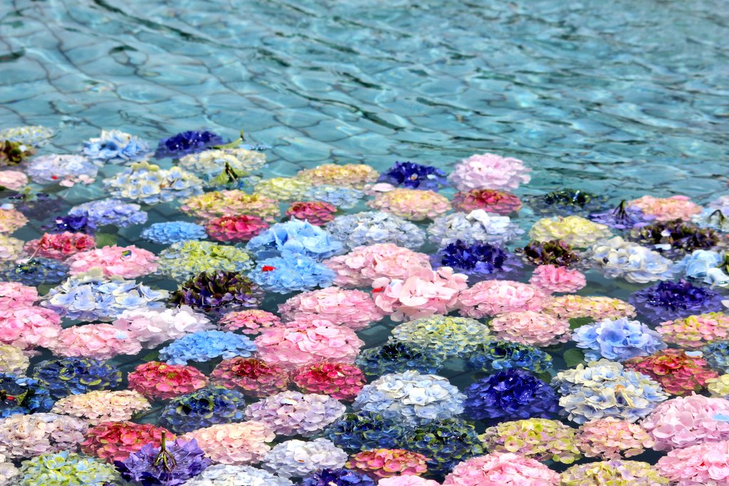 ammmm_557's tweet photo. 昨日見た紫陽花が浮かんでる噴水がとても綺麗だったけど、何せ普段カメラでお花を撮ることなんてないので上手く撮れなかった…笑 https://t.co/mrlSFurfNN