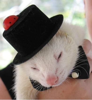 FerretPerHour's tweet photo. https://t.co/dHylNEjXOE