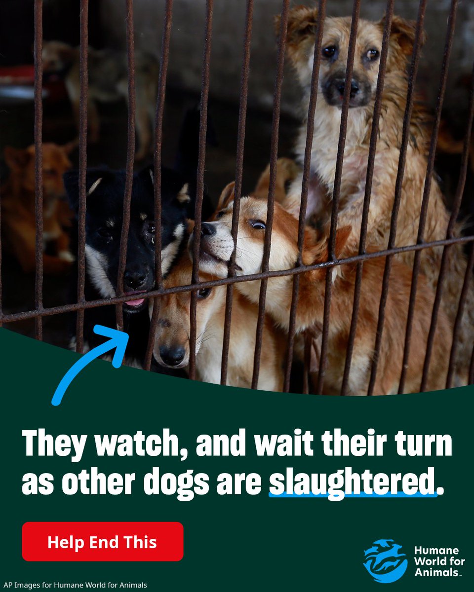 humaneworldorg's tweet photo. Yesterday, the dog and cat meat trade intensified in China’s city of Yulin. Not only is this cruel trade inconsistent with growing Chinese public concern for animal welfare, with pets being stolen for the trade and suffering terrible abuse, but it also runs contrary to China’s public health and safety regulations.

Please urge China to end the animal welfare and public health nightmare of Yulin’s dog and cat meat trade: https://t.co/uONG3Bn2Kd