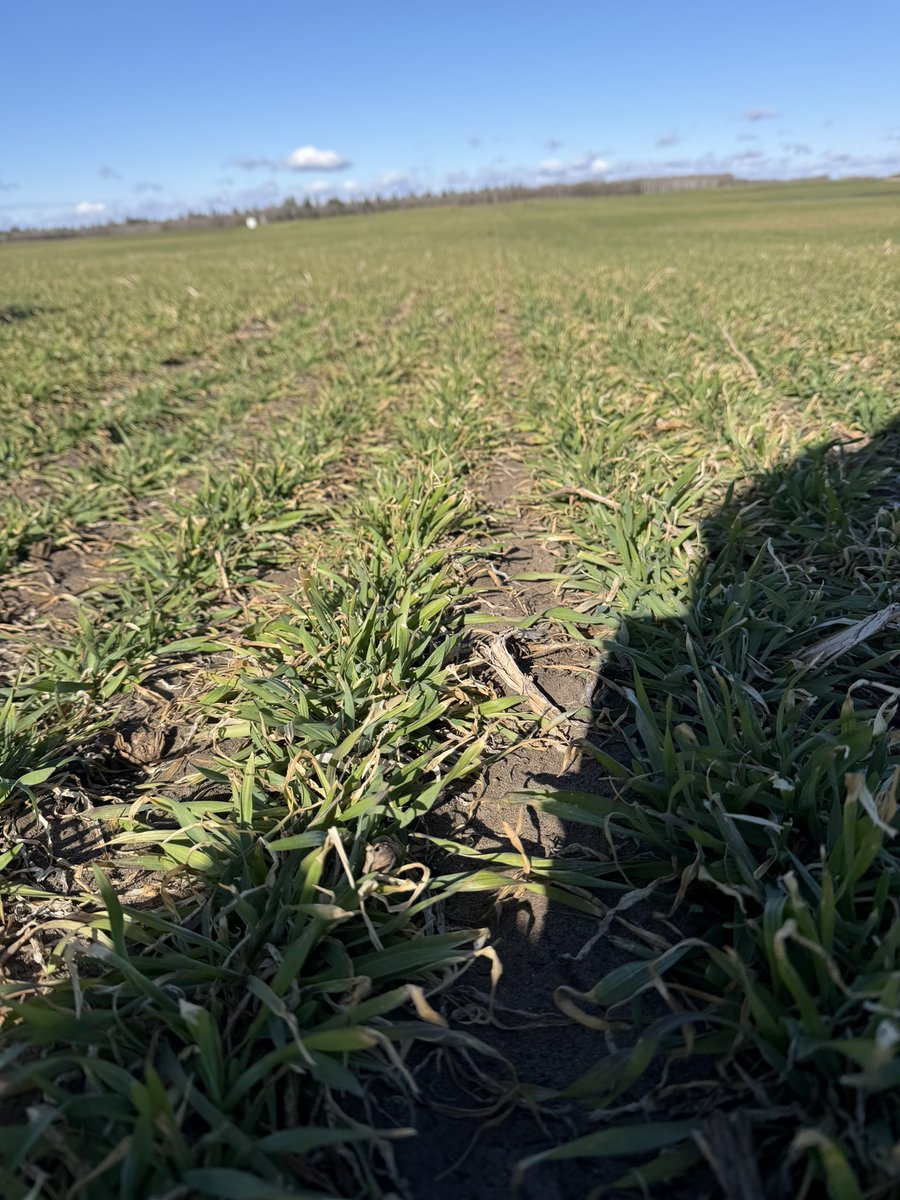 _DSAG_'s tweet photo. su Bebop Premium Rye is a perfect example of the winter hardiness &amp; spring vigour rye should have that leads to dense &amp; competitive plant stands. This is exactly why rye remains one of the most reliable crops in MB! NEW and limited quantities available at DSAG now! @FPGenetics https://t.co/Yty0YgdLaz
