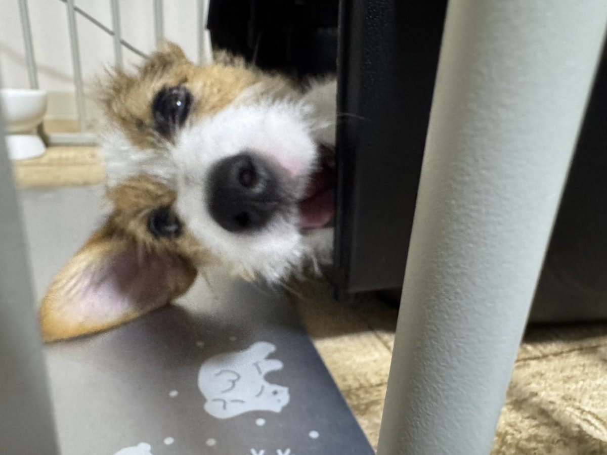 kotarinern's tweet photo. お〜い！かまえ〜ぬしぃ〜 https://t.co/BDksQhHsuq