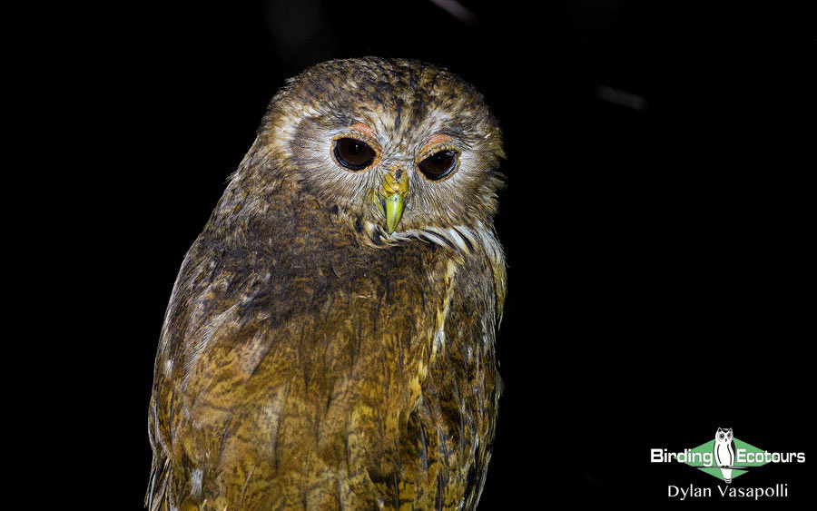 Birding Ecotours tweet media