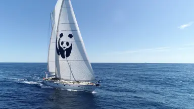 WWFitalia's tweet photo. Dopo quattro giorni di navigazione la Blue Panda è arrivata all'Argentario.

E il suo approdo ha coinciso con un momento chiave: il lancio ufficiale in Italia del Consorzio Pelagos👇
https://t.co/PkDJPqIfXc https://t.co/49dV80GL0c