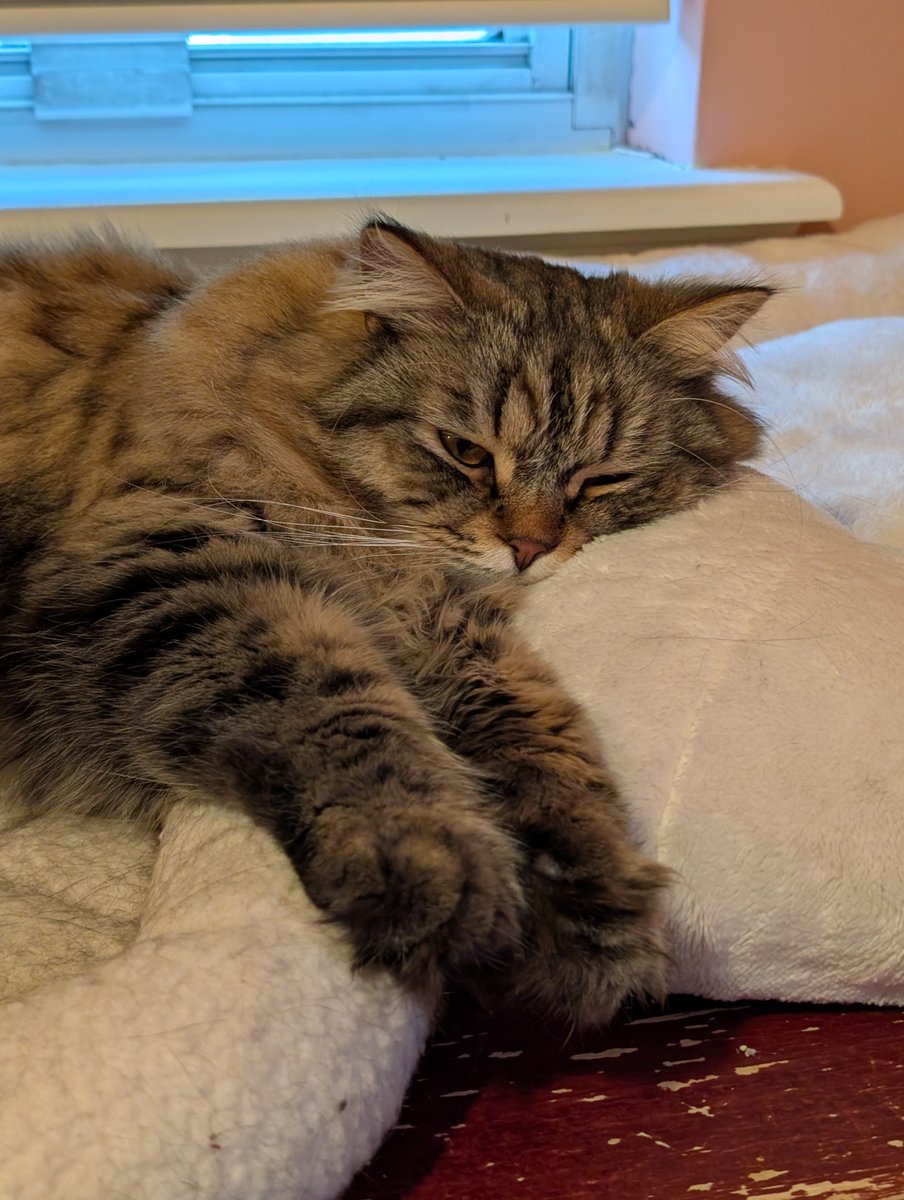 AWittyBarb's tweet photo. Mochi Monday. He would like to skip right to churu time but no one will let him. https://t.co/mZtyclTDl6