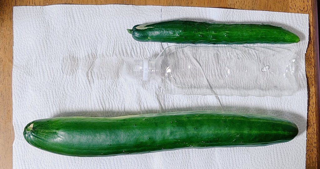 nitsuki6's tweet photo. やばすぎるうちの🥒 https://t.co/03zWNQvgp7