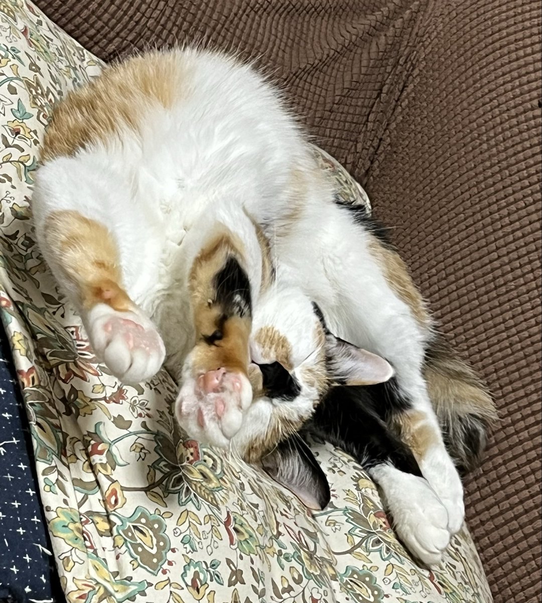 三毛猫
