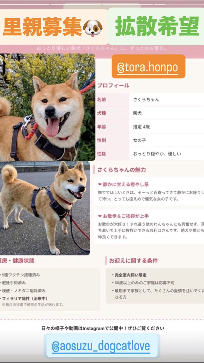 nao4361918327's tweet photo. #あいラジ
#ポポキイーリオ
#保護犬猫 主役番組
毎週日曜12~13📻

保護犬猫活動仲間
「とらちゃん本舗」さんと一緒に
6/27
#上尾市
#エコーズカフェ　開催
#つながるマルシェ

#譲渡会
参加します‼️
🐱子猫7匹🐱成猫2匹🐶犬1匹
参加予定です🍀

ぜひ会いに来てね🐶🐱 https://t.co/aoi5HMjDEV