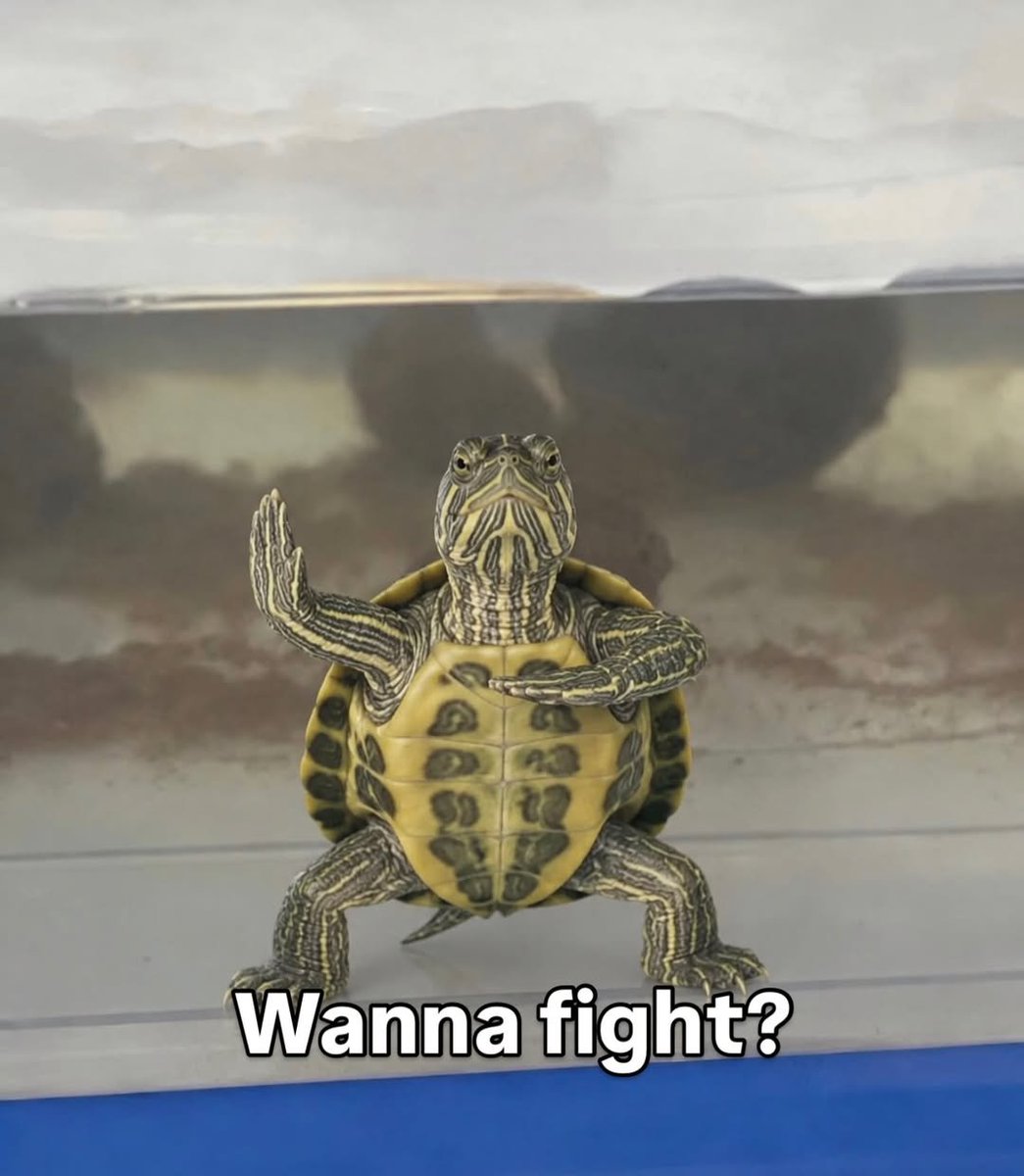 Tuga_OnChain's tweet photo. Do you?😂🐢
$TUGA 💚
#Solana #Memecoin #Crypto #Degen https://t.co/SFoctpdb57
