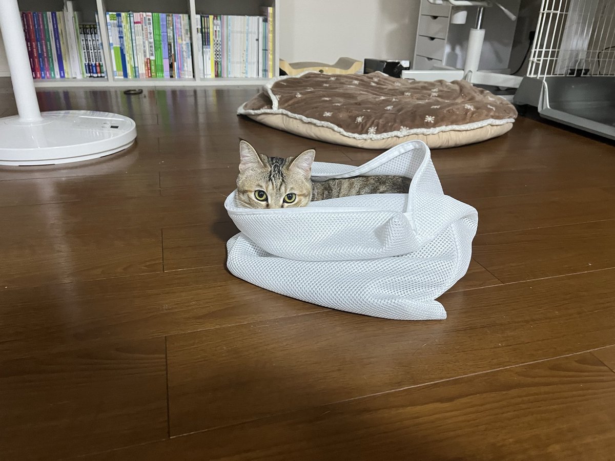 桃茶 tweet media