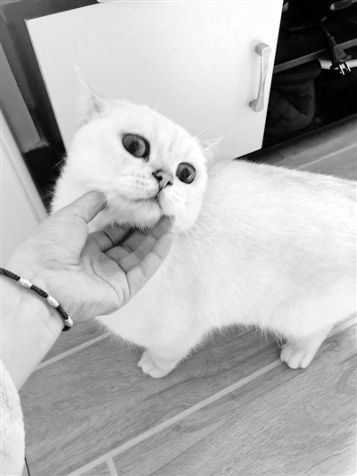 PoltergeistVal1's tweet photo. A lazy Sunday with my fluffy fur baby = pure happiness  Cuddles, snacks, and zero stress vibes only. https://t.co/TviKbEjToC