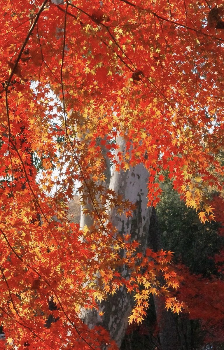 SkarpaTv's tweet photo. It’s a crisp autumn morning! The sunlight filters through maple trees, painting the ground warm gold—perfect for a quick stroll with a warm latte. ， https://t.co/5JxSRVEokV