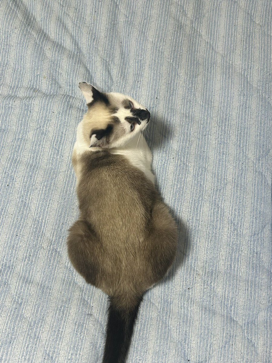 privateeye_pet's tweet photo. 【迷子猫を探しています‼️】

静岡県伊豆の国市寺家付近にて

6月21日から行方不明になりました💦

目撃した方はリプライやDMをいただけますと幸いです🙇‍♂️

名前：レオちゃん
性別：メス（未避妊）
年齢：2歳
特徴：人見知り
　　　ちゅーるをあげると飛びついてくる
　　　
#迷子猫 #猫 #迷い猫 #静岡県 #伊豆の国市 #国市寺家 #拡散希望 #迷子ペットを守りたい