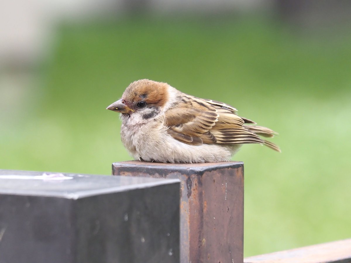 chunchu0803's tweet photo. お嬢ちゃん、何か悩みでも？

#すずめ #sparrow 
#ちゅん活 https://t.co/UGBa1oCYpK