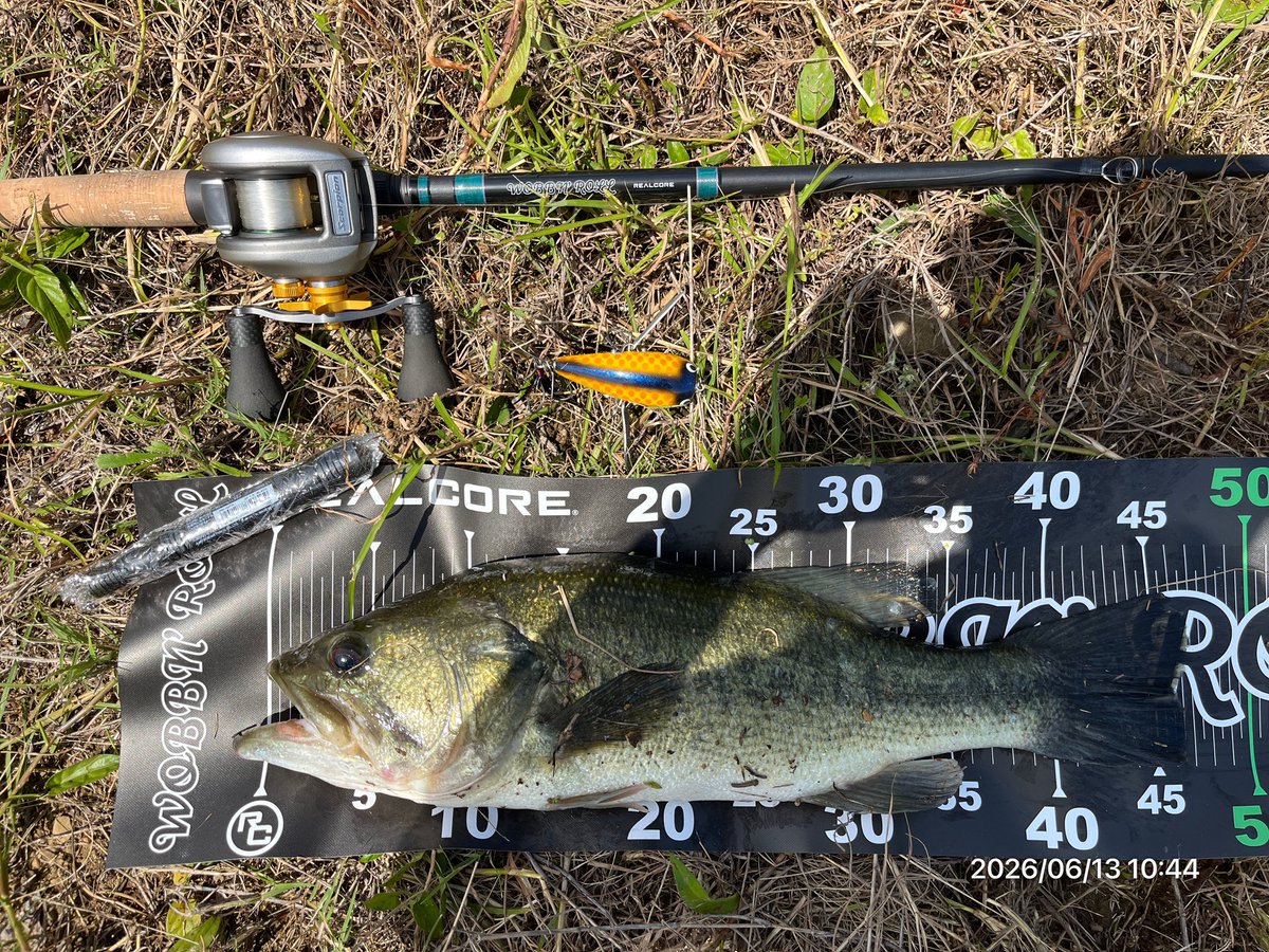 696calling's tweet photo. ウェインしたやつ
今年初バス、ヤマクロ初フィッシュと記念魚でした🐟
開始5分で釣れ、その5分後には帰宅w
良いスタートをきれましたw😊

#wobbnroll大会
#realcore
#ヤマトクローラー https://t.co/ZiEclSVir7
