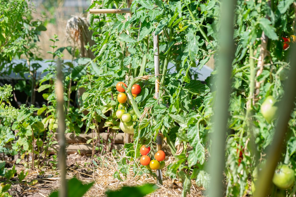 VilleDeFrejus's tweet photo. 🌿 Les jardins partagés des 4 Saisons

Dominique Vandra, représentant le Maire David Rachline, s’est rendue aux jardins partagés des 4 Saisons, un espace dédié à la nature, au partage et à la convivialité.

🌱 Véritables lieux de rencontre entre habitants, ces jardins permettent à chacun de cultiver, d’échanger des conseils, de transmettre des savoir-faire et de créer du lien autour d’un projet commun.

🤝 Une belle initiative qui contribue à renforcer la vie de quartier tout en valorisant une démarche collective, durable et accessible à tous.