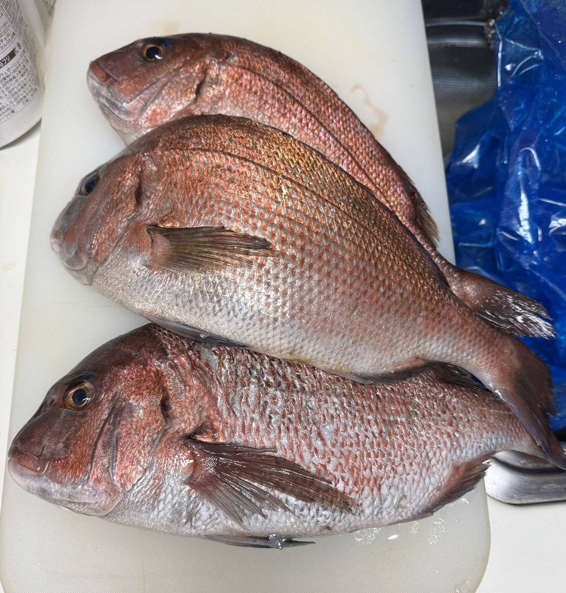 souco8's tweet photo. 次男が鯛を釣ってきたので、お刺身と鯛めし。
魚のにおいにつられて猫が寄ってくるけど、あんまりたくさんは食べないみたい。 https://t.co/tY0oR6KBq9