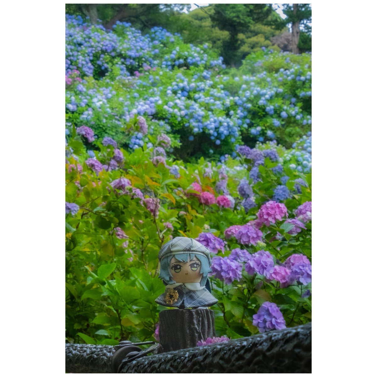 name_h0916's tweet photo. 雨の降って無いタイミングを見て撮影！！
#初星学園ぬいぬい部 https://t.co/gVIIr258cA