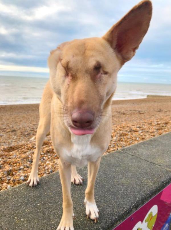 Protect_Wldlife's tweet photo. Meet @wunderdogmaggie who survived after being shot whilst pregnant.

Her eyes had been shot, her ear was cut off and she had SEVENTEEN bullet wounds all over her body.

She is now safe with her foster mum in Brighton.

How many people would love to meet the SCUM who did this 🤬! https://t.co/iMCH07gqhD